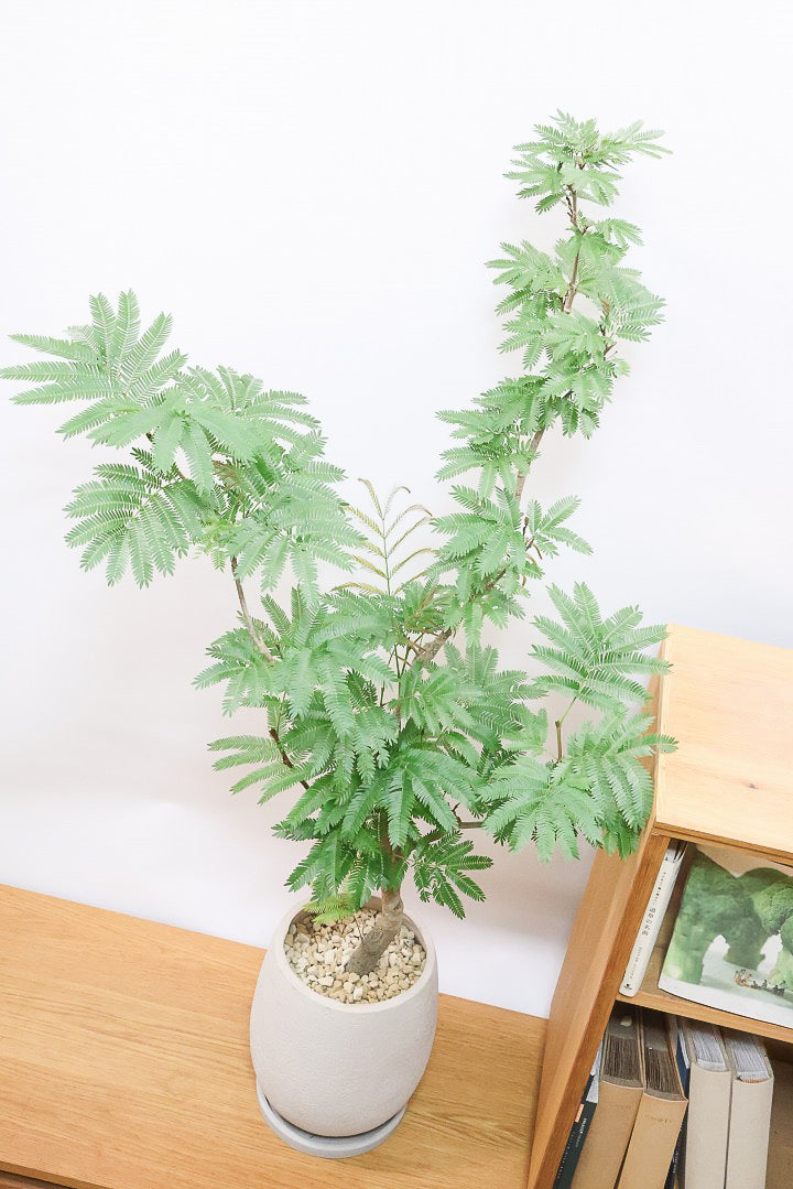 エバーフレッシュGIV61721| 観葉植物の通信販売 | APEGO(アペーゴ)