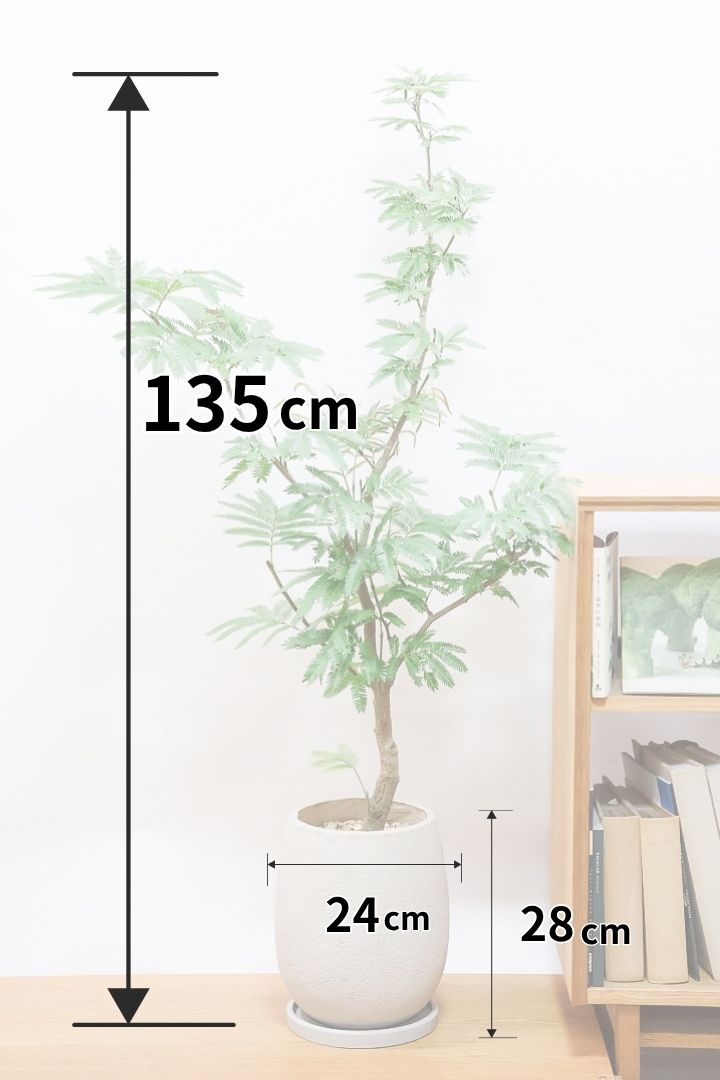 エバーフレッシュGIV61721| 観葉植物の通信販売 | APEGO(アペーゴ)