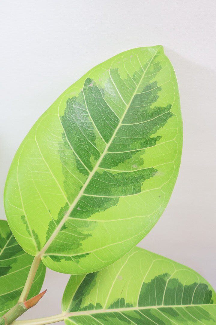 【アルテシマ】美しいカーブを描いた樹形！このサイズのアルテシマはなかなか入荷しませんのでおススメです！