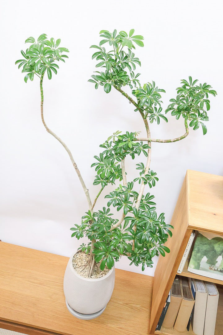 シェフレラ コンパクタGIV61724| 観葉植物の通信販売 | APEGO(アペーゴ)