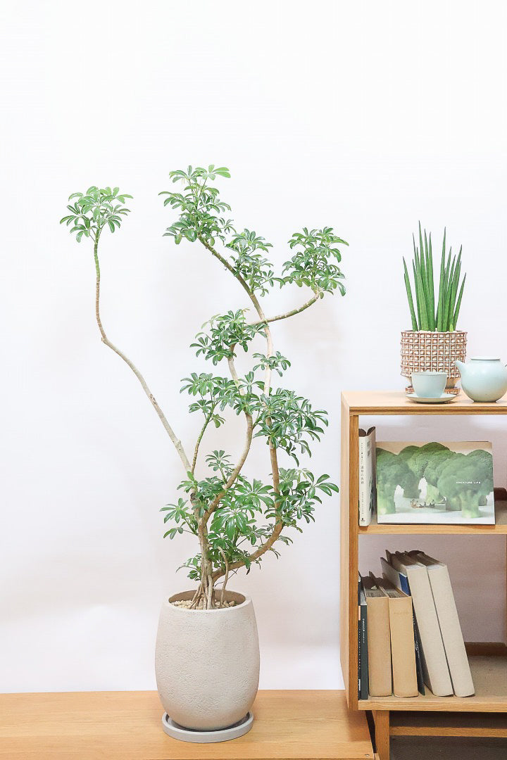 シェフレラ コンパクタGIV61724| 観葉植物の通信販売 | APEGO(アペーゴ)
