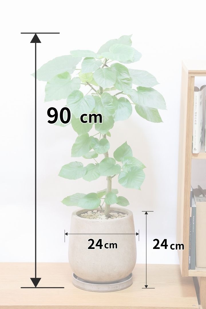 ウンベラータ 1 ウンベラータ挿木＊1年後/植え替え/子株の成長記録/観葉植物/plants