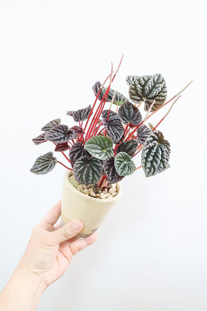 【ペペロミア カペラータ】今回は背丈が大きいタイプ！最高の葉色に仕上がった深い赤色が美しい。愛知県のペペロミア職人の冨永さんが手がけました！