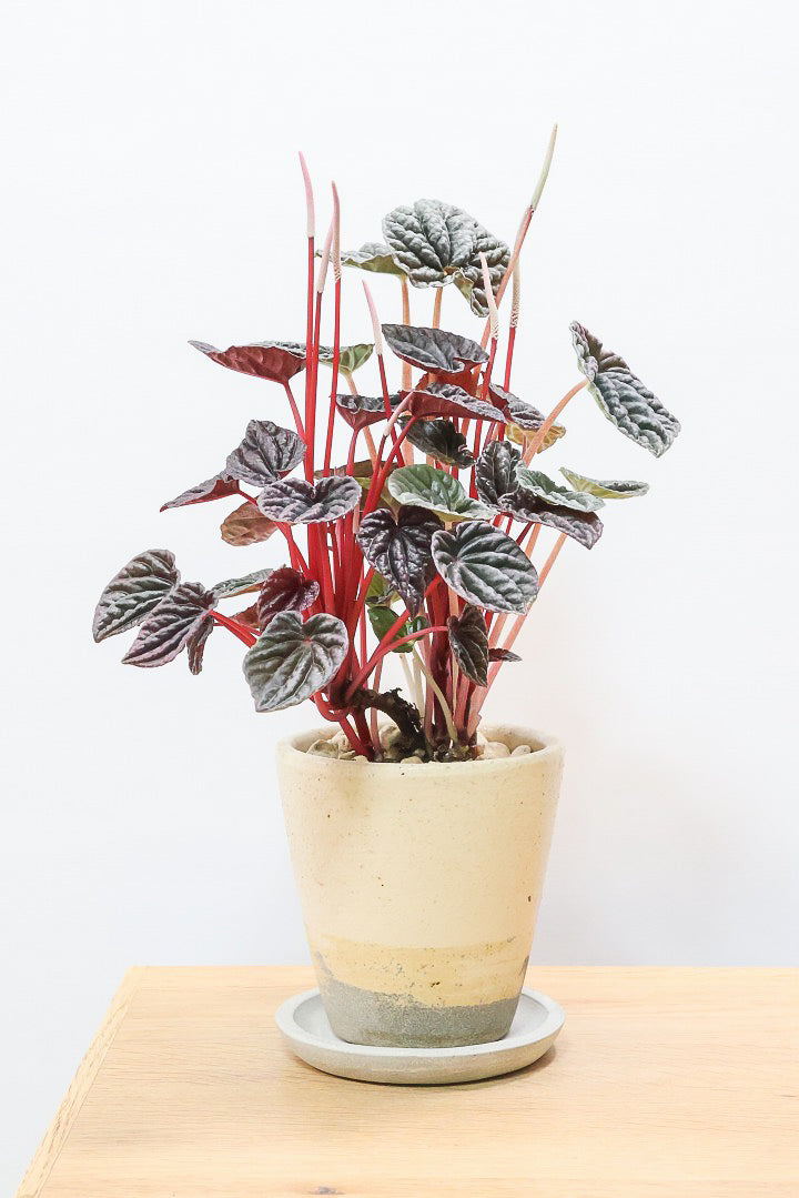 【ペペロミア カペラータ】今回は背丈が大きいタイプ！最高の葉色に仕上がった深い赤色が美しい。愛知県のペペロミア職人の冨永さんが手がけました！