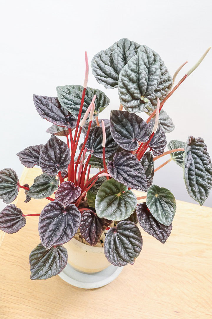 【ペペロミア カペラータ】今回は背丈が大きいタイプ！最高の葉色に仕上がった深い赤色が美しい。愛知県のペペロミア職人の冨永さんが手がけました！