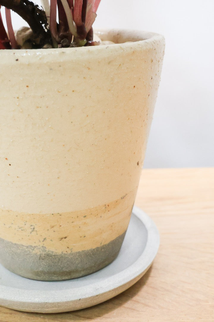 【ペペロミア カペラータ】今回は背丈が大きいタイプ！最高の葉色に仕上がった深い赤色が美しい。愛知県のペペロミア職人の冨永さんが手がけました！