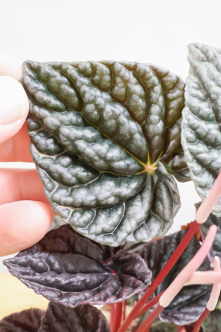 【ペペロミア カペラータ】今回は背丈が大きいタイプ！最高の葉色に仕上がった深い赤色が美しい。愛知県のペペロミア職人の冨永さんが手がけました！