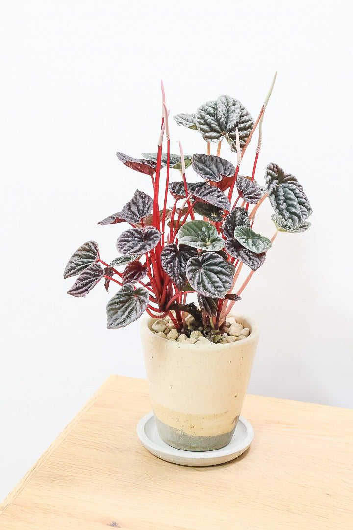 【ペペロミア カペラータ】今回は背丈が大きいタイプ！最高の葉色に仕上がった深い赤色が美しい。愛知県のペペロミア職人の冨永さんが手がけました！