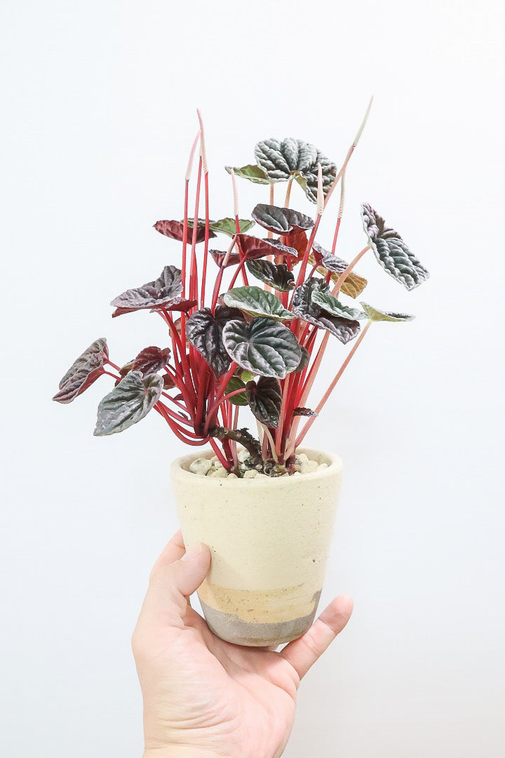 【ペペロミア カペラータ】今回は背丈が大きいタイプ！最高の葉色に仕上がった深い赤色が美しい。愛知県のペペロミア職人の冨永さんが手がけました！