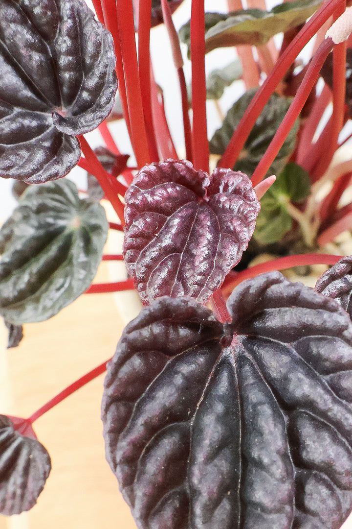 【ペペロミア カペラータ】今回は背丈が大きいタイプ！最高の葉色に仕上がった深い赤色が美しい。愛知県のペペロミア職人の冨永さんが手がけました！