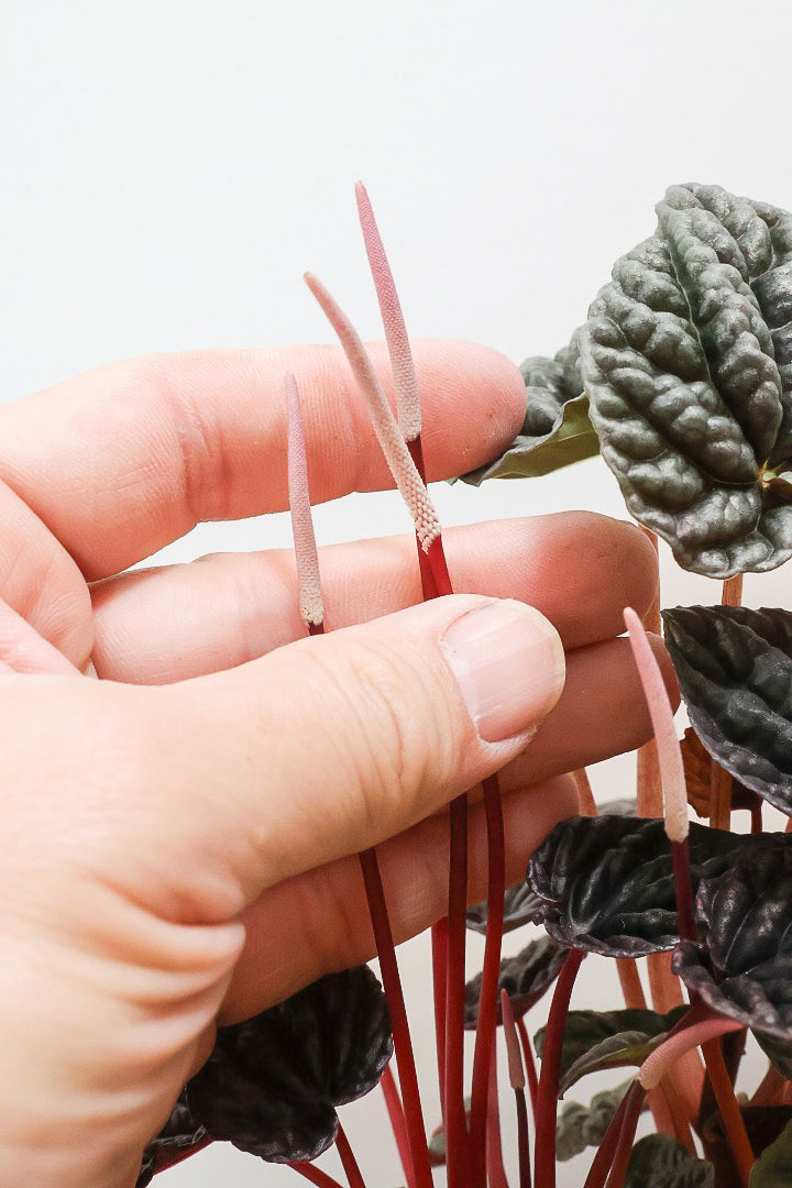 【ペペロミア カペラータ】今回は背丈が大きいタイプ！最高の葉色に仕上がった深い赤色が美しい。愛知県のペペロミア職人の冨永さんが手がけました！