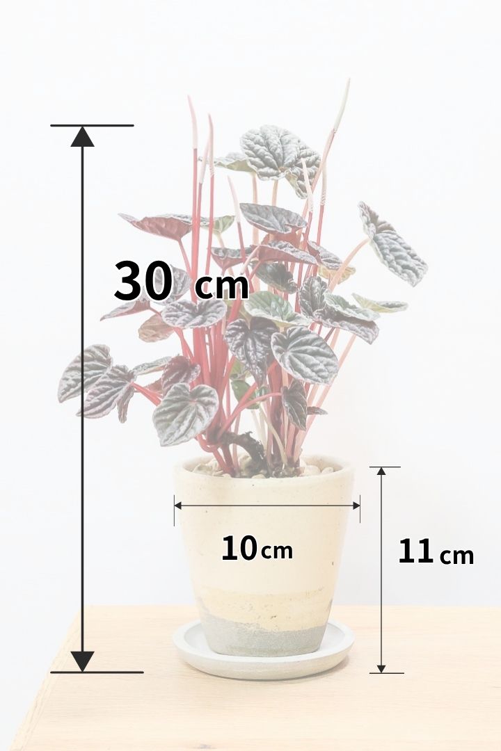【ペペロミア カペラータ】今回は背丈が大きいタイプ！最高の葉色に仕上がった深い赤色が美しい。愛知県のペペロミア職人の冨永さんが手がけました！