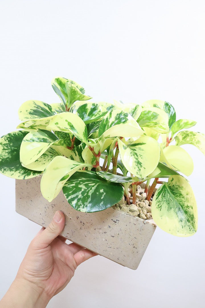 【ペペロミア イエロー】再入荷しました！ペペロミアの中でも大き目の葉。特に今回は発色の良い個体を選んできましたよ！