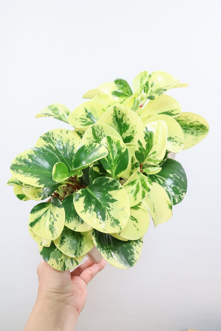 【ペペロミア イエロー】再入荷しました！ペペロミアの中でも大き目の葉。特に今回は発色の良い個体を選んできましたよ！