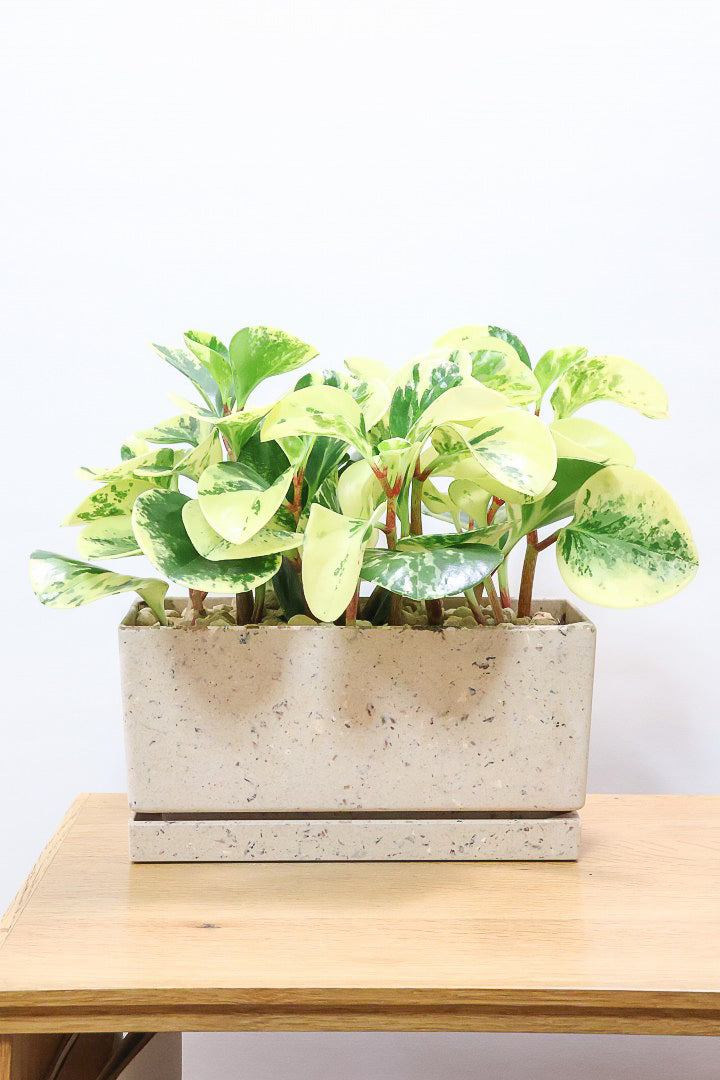 【ペペロミア イエロー】再入荷しました！ペペロミアの中でも大き目の葉。特に今回は発色の良い個体を選んできましたよ！