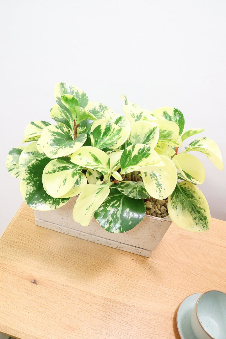 【ペペロミア イエロー】再入荷しました！ペペロミアの中でも大き目の葉。特に今回は発色の良い個体を選んできましたよ！