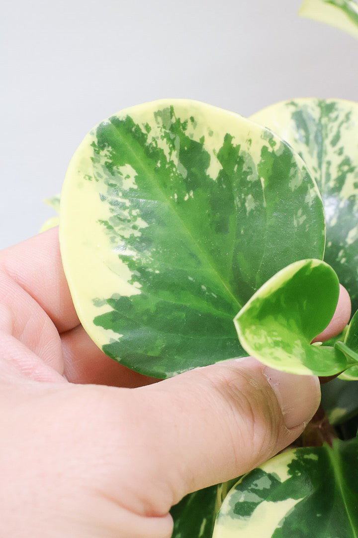 【ペペロミア イエロー】再入荷しました！ペペロミアの中でも大き目の葉。特に今回は発色の良い個体を選んできましたよ！