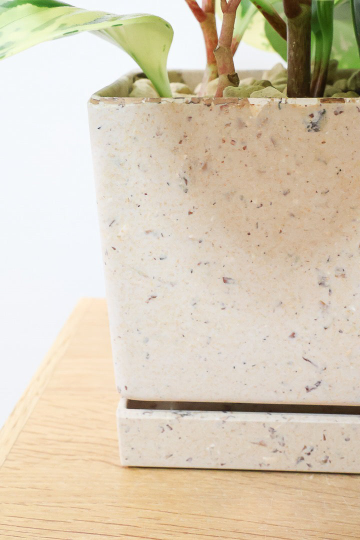 【ペペロミア イエロー】再入荷しました！ペペロミアの中でも大き目の葉。特に今回は発色の良い個体を選んできましたよ！