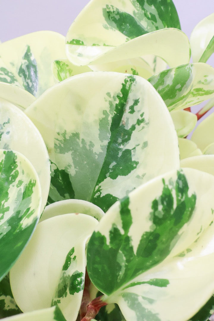 【ペペロミア イエロー】再入荷しました！ペペロミアの中でも大き目の葉。特に今回は発色の良い個体を選んできましたよ！