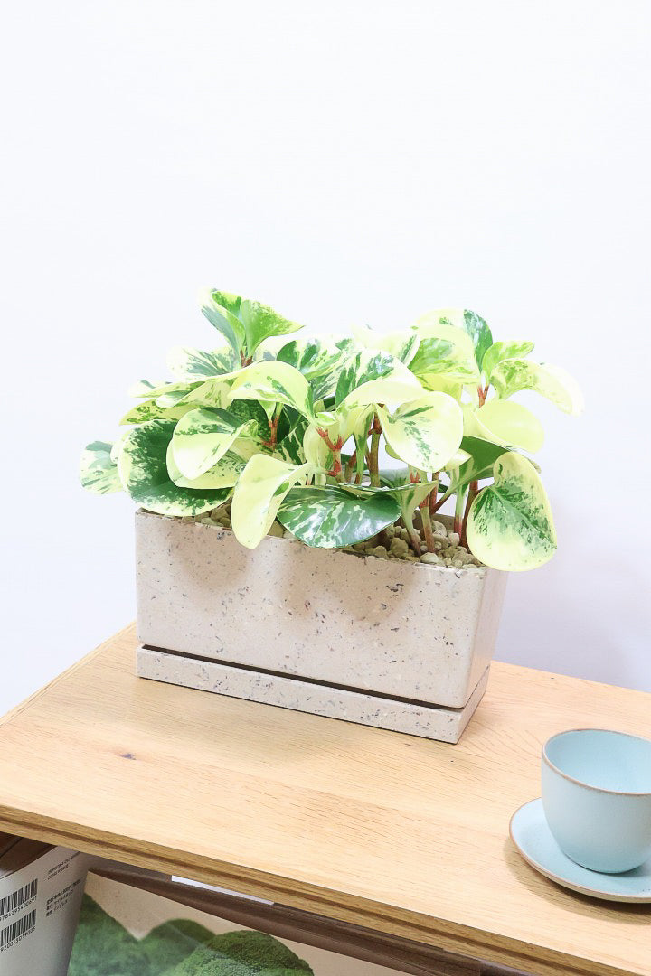 【ペペロミア イエロー】再入荷しました！ペペロミアの中でも大き目の葉。特に今回は発色の良い個体を選んできましたよ！