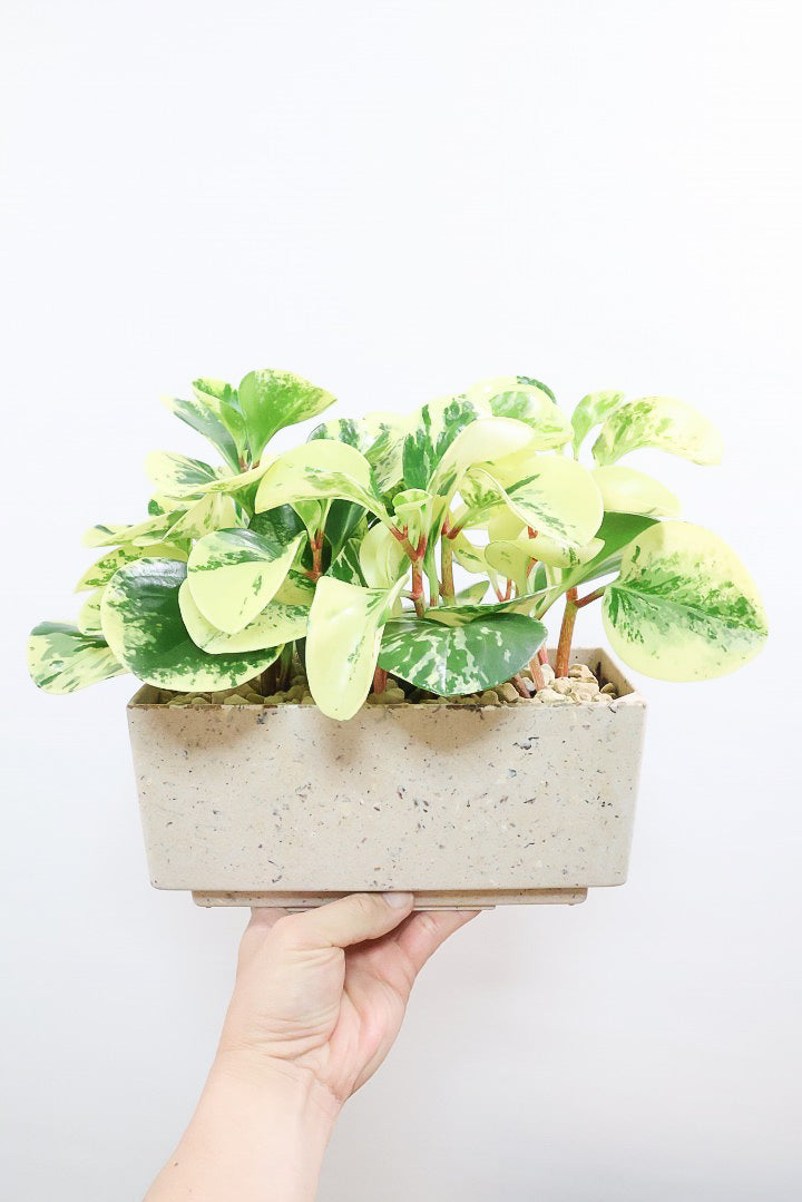 【ペペロミア イエロー】再入荷しました！ペペロミアの中でも大き目の葉。特に今回は発色の良い個体を選んできましたよ！