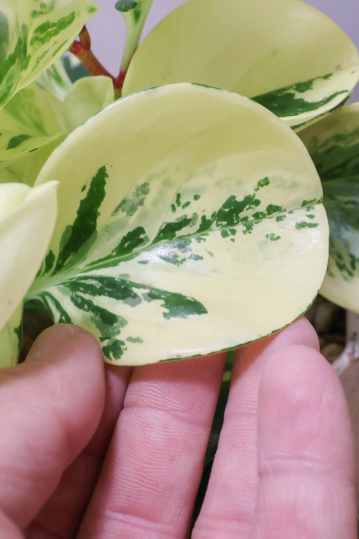 【ペペロミア イエロー】再入荷しました！ペペロミアの中でも大き目の葉。特に今回は発色の良い個体を選んできましたよ！