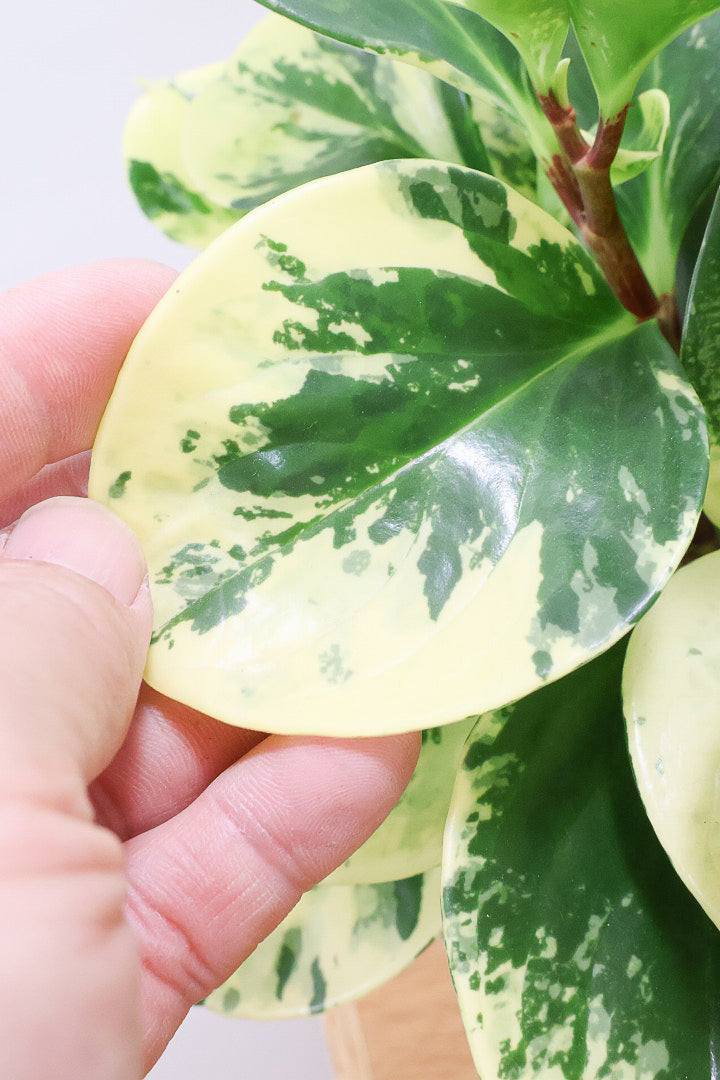 【ペペロミア イエロー】再入荷しました！ペペロミアの中でも大き目の葉。特に今回は発色の良い個体を選んできましたよ！