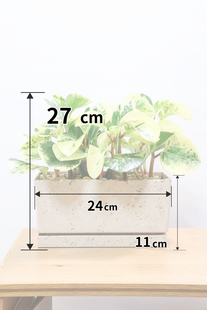 【ペペロミア イエロー】再入荷しました！ペペロミアの中でも大き目の葉。特に今回は発色の良い個体を選んできましたよ！