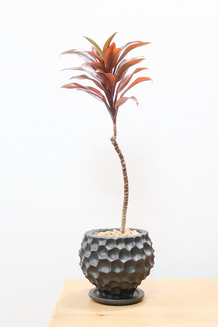 【コルジリネ パープルコンパクター】見てくださいよ！この素晴らしく葉色！2度と同じものは入荷できません！それ程に美しい！