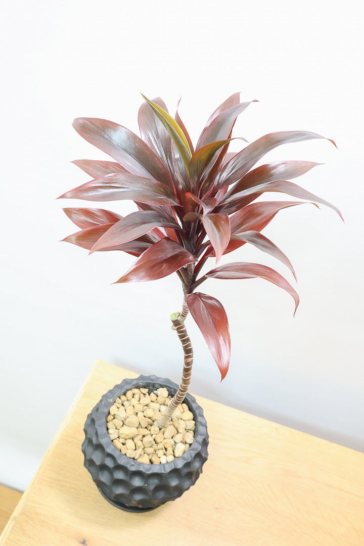 【コルジリネ パープルコンパクター】見てくださいよ！この素晴らしく葉色！2度と同じものは入荷できません！それ程に美しい！