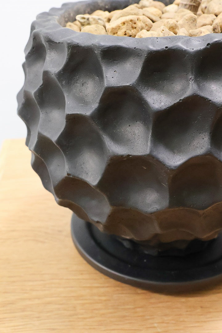 【コルジリネ パープルコンパクター】見てくださいよ！この素晴らしく葉色！2度と同じものは入荷できません！それ程に美しい！