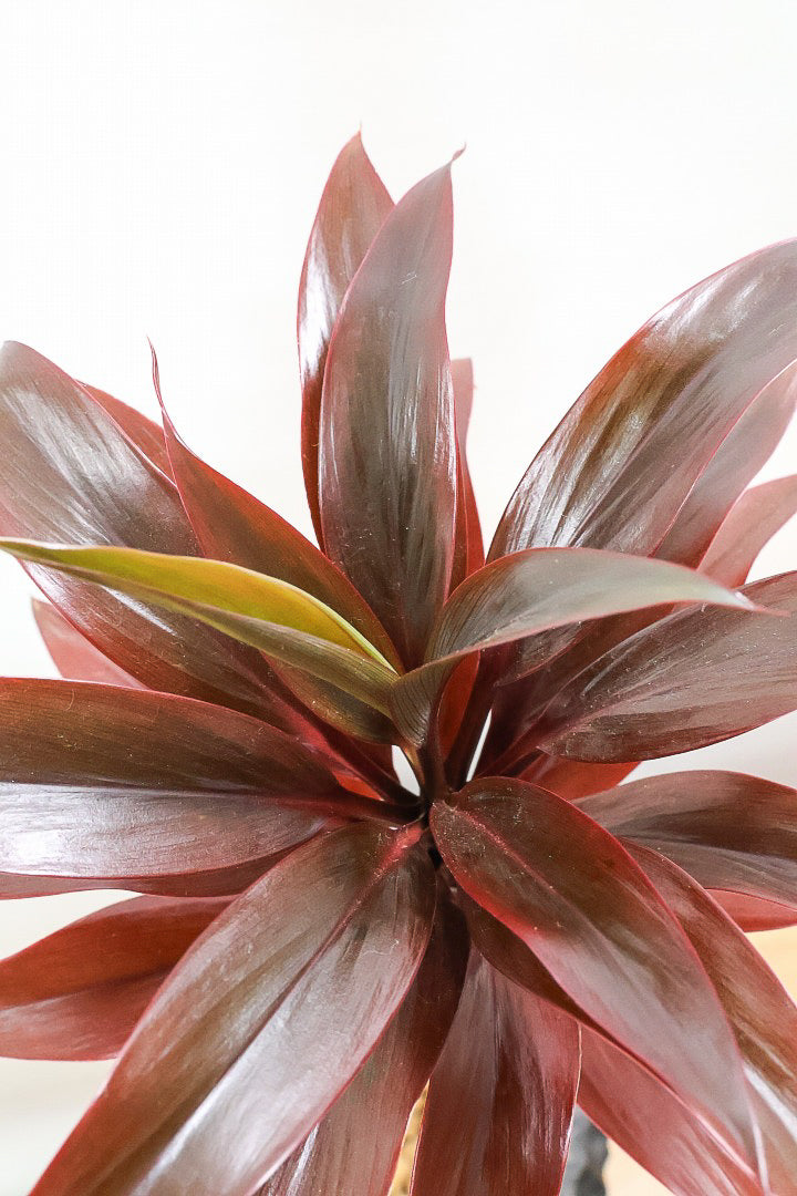 【コルジリネ パープルコンパクター】見てくださいよ！この素晴らしく葉色！2度と同じものは入荷できません！それ程に美しい！