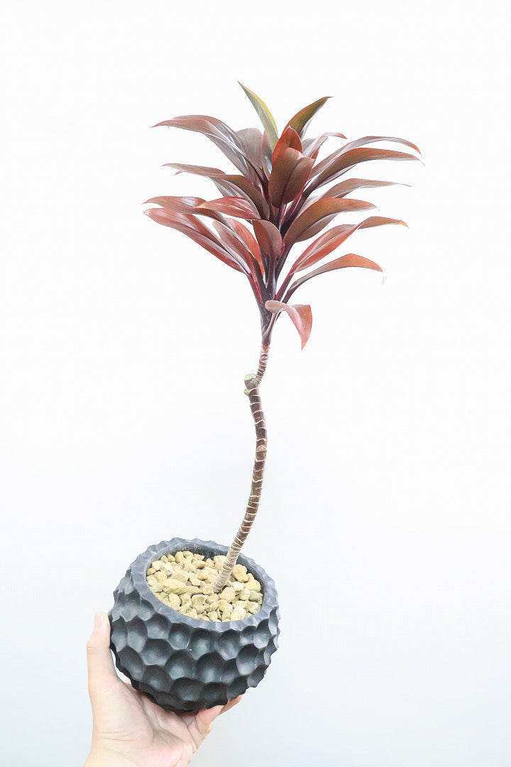 【コルジリネ パープルコンパクター】見てくださいよ！この素晴らしく葉色！2度と同じものは入荷できません！それ程に美しい！