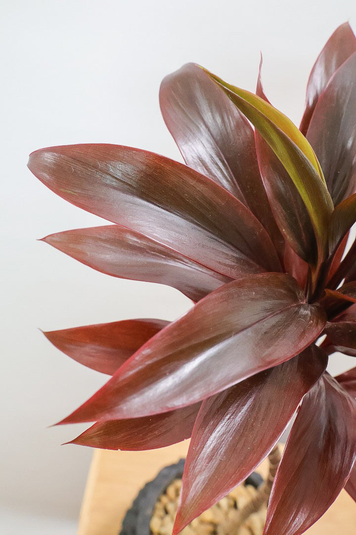 【コルジリネ パープルコンパクター】見てくださいよ！この素晴らしく葉色！2度と同じものは入荷できません！それ程に美しい！