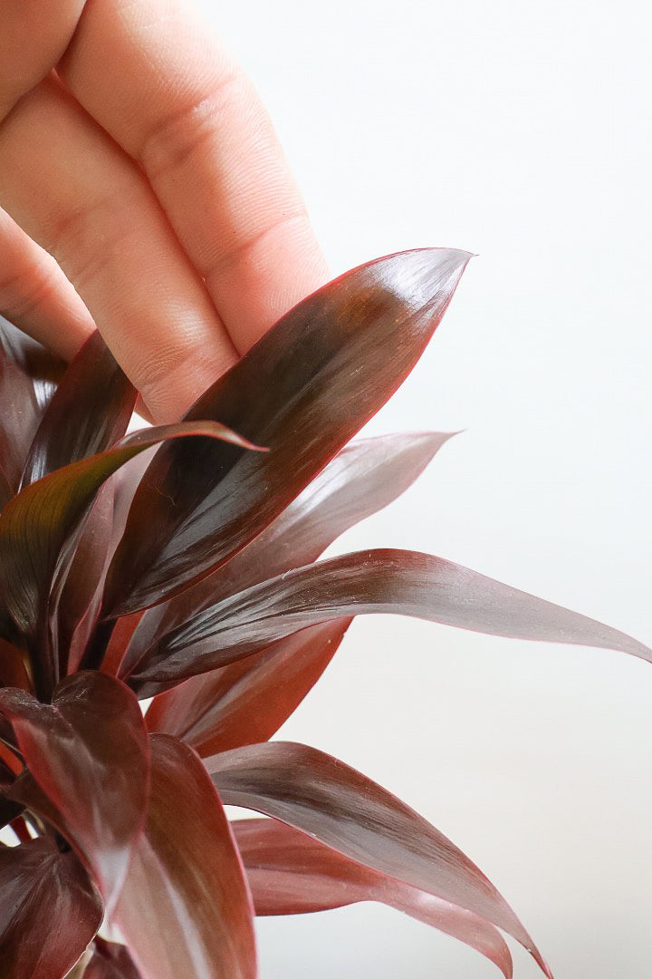 【コルジリネ パープルコンパクター】見てくださいよ！この素晴らしく葉色！2度と同じものは入荷できません！それ程に美しい！