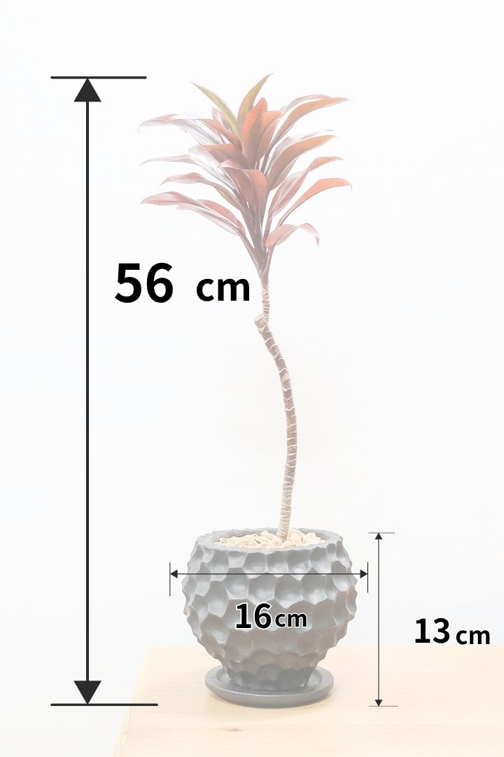 【コルジリネ パープルコンパクター】見てくださいよ！この素晴らしく葉色！2度と同じものは入荷できません！それ程に美しい！