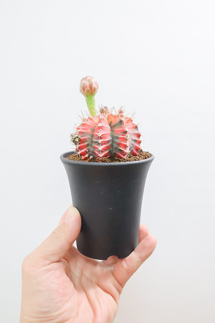 【ギムノカリキウム】もうすぐ咲きますよ♪個性的で独特な大型種！鮮やかな色合いがGOOD！