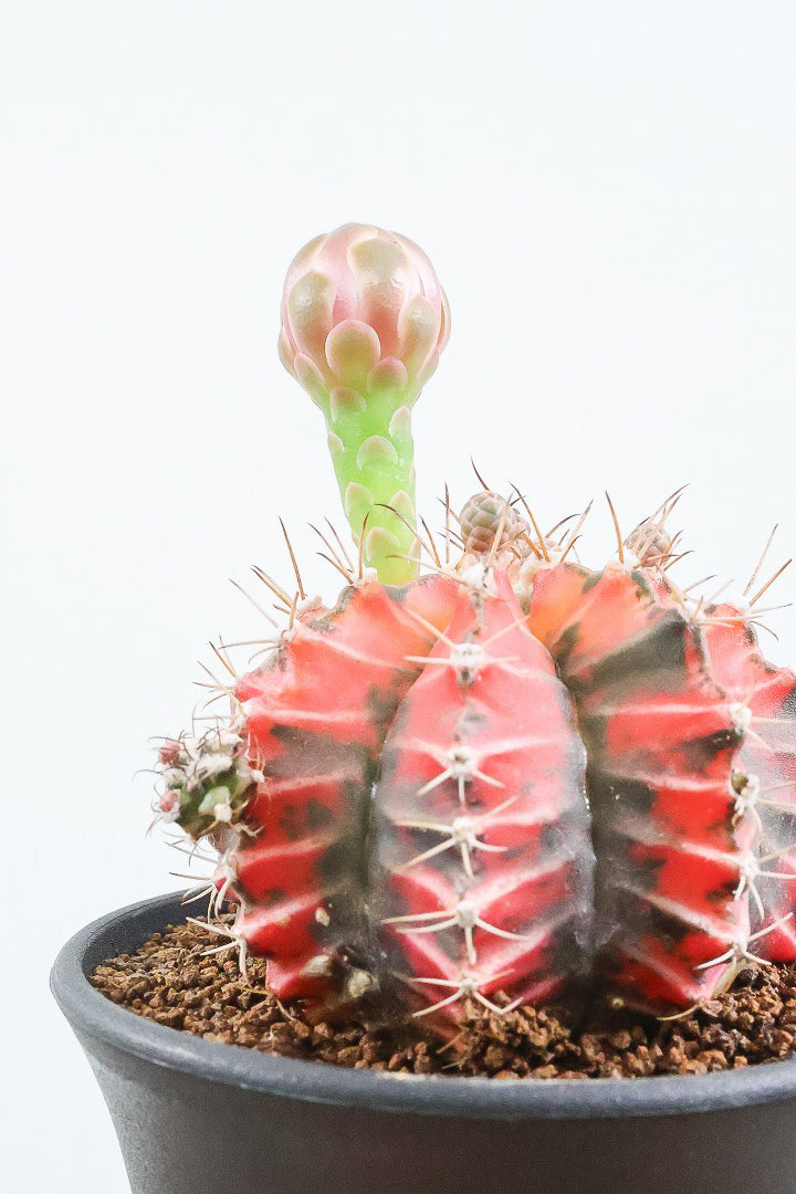 【ギムノカリキウム】もうすぐ咲きますよ♪個性的で独特な大型種！鮮やかな色合いがGOOD！