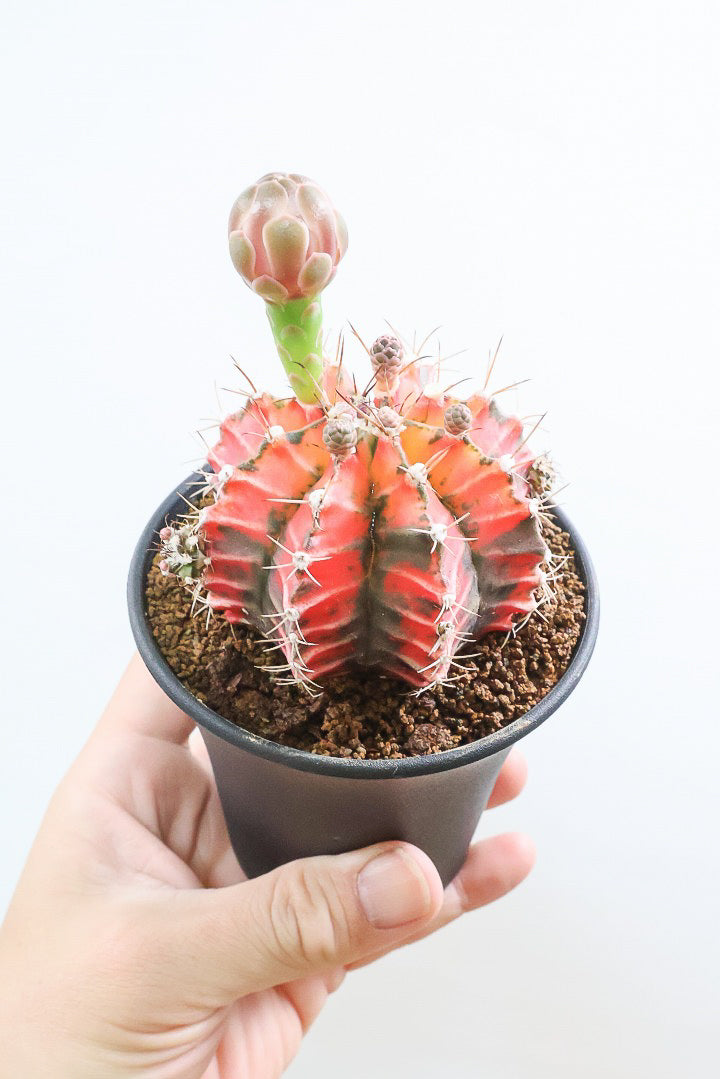 【ギムノカリキウム】もうすぐ咲きますよ♪個性的で独特な大型種！鮮やかな色合いがGOOD！