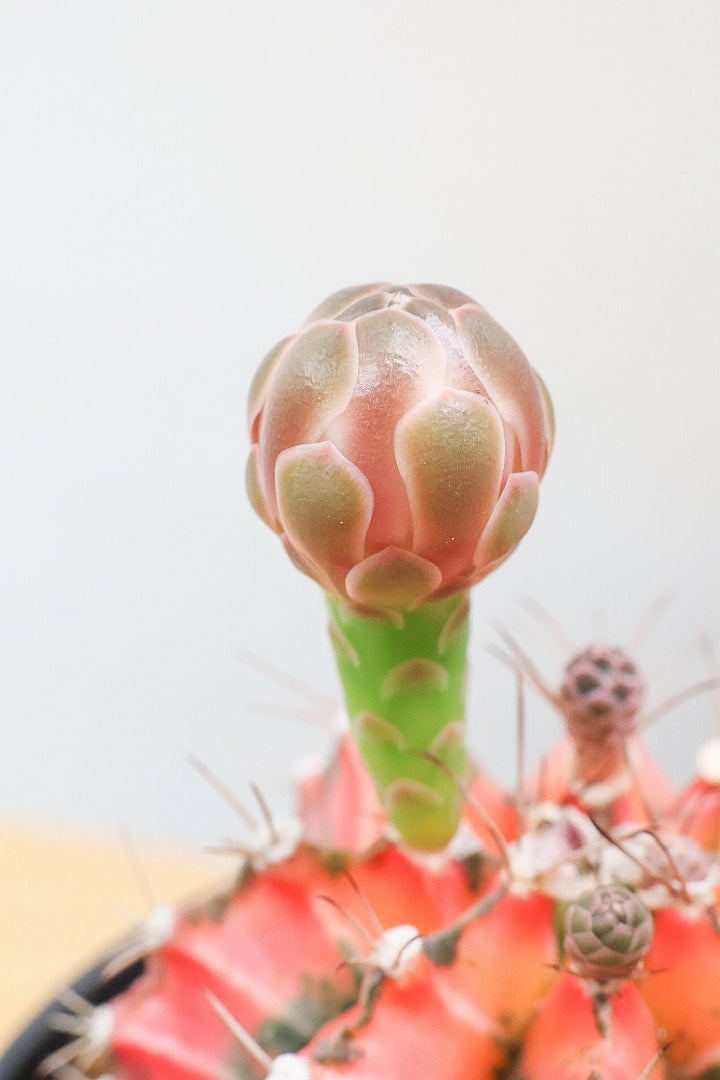 【ギムノカリキウム】もうすぐ咲きますよ♪個性的で独特な大型種！鮮やかな色合いがGOOD！