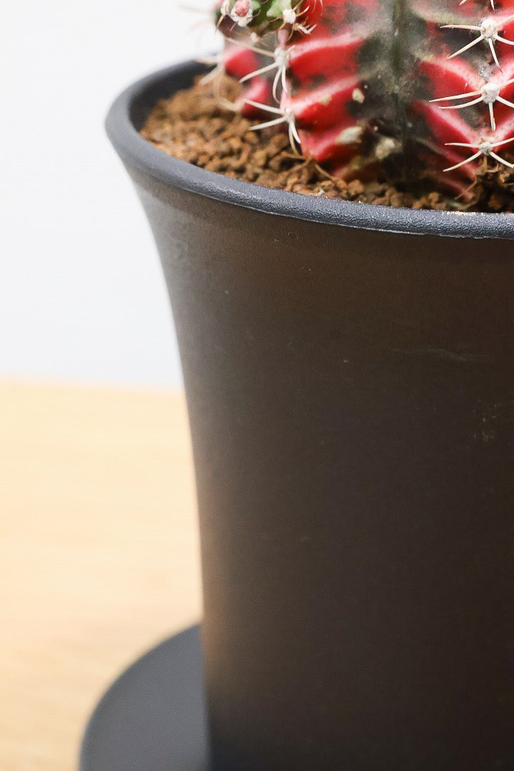 【ギムノカリキウム】もうすぐ咲きますよ♪個性的で独特な大型種！鮮やかな色合いがGOOD！