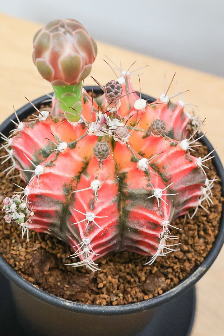 【ギムノカリキウム】もうすぐ咲きますよ♪個性的で独特な大型種！鮮やかな色合いがGOOD！