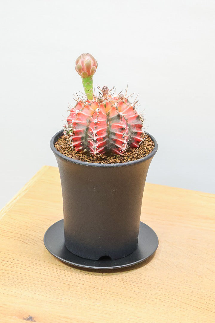【ギムノカリキウム】もうすぐ咲きますよ♪個性的で独特な大型種！鮮やかな色合いがGOOD！
