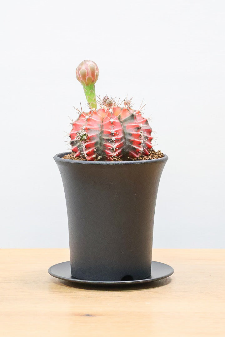 【ギムノカリキウム】もうすぐ咲きますよ♪個性的で独特な大型種！鮮やかな色合いがGOOD！