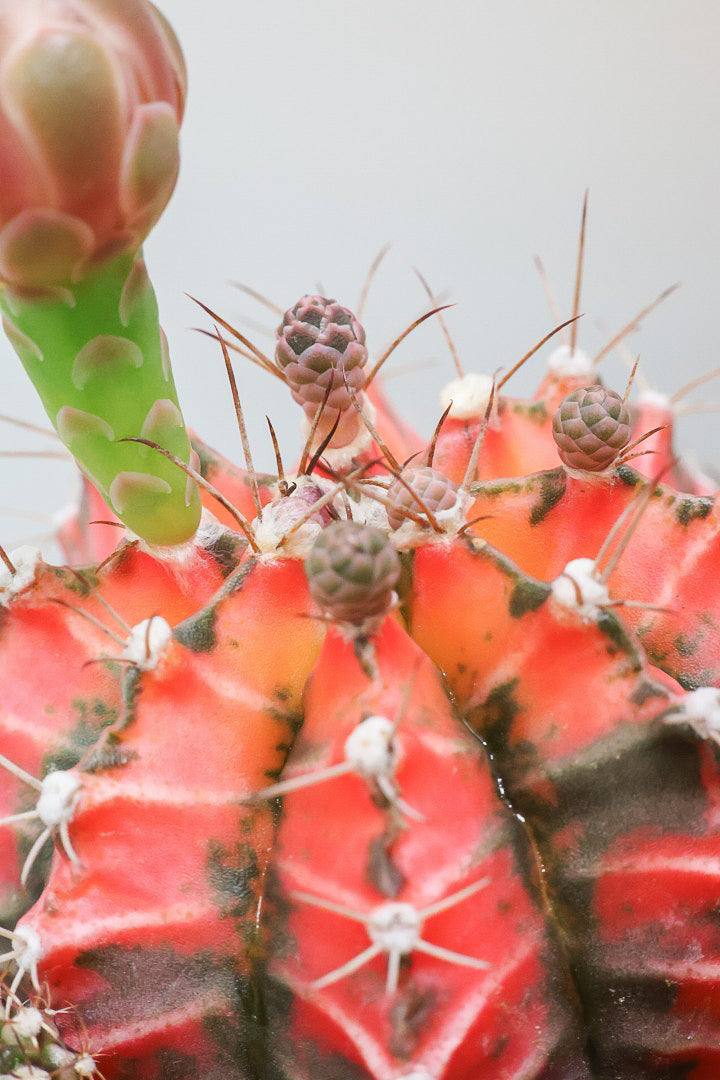 【ギムノカリキウム】もうすぐ咲きますよ♪個性的で独特な大型種！鮮やかな色合いがGOOD！