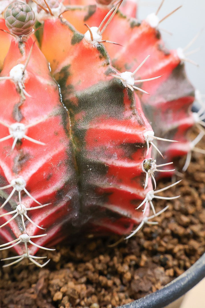【ギムノカリキウム】もうすぐ咲きますよ♪個性的で独特な大型種！鮮やかな色合いがGOOD！