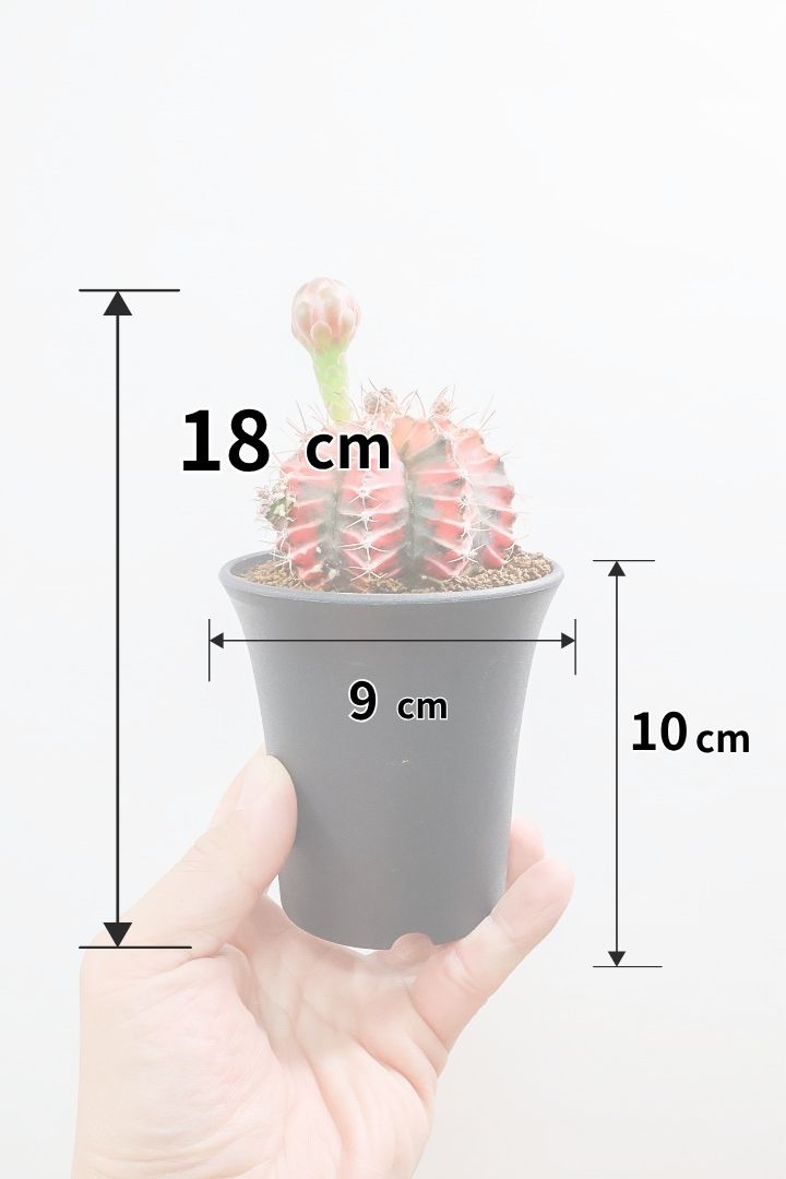 【ギムノカリキウム】もうすぐ咲きますよ♪個性的で独特な大型種！鮮やかな色合いがGOOD！