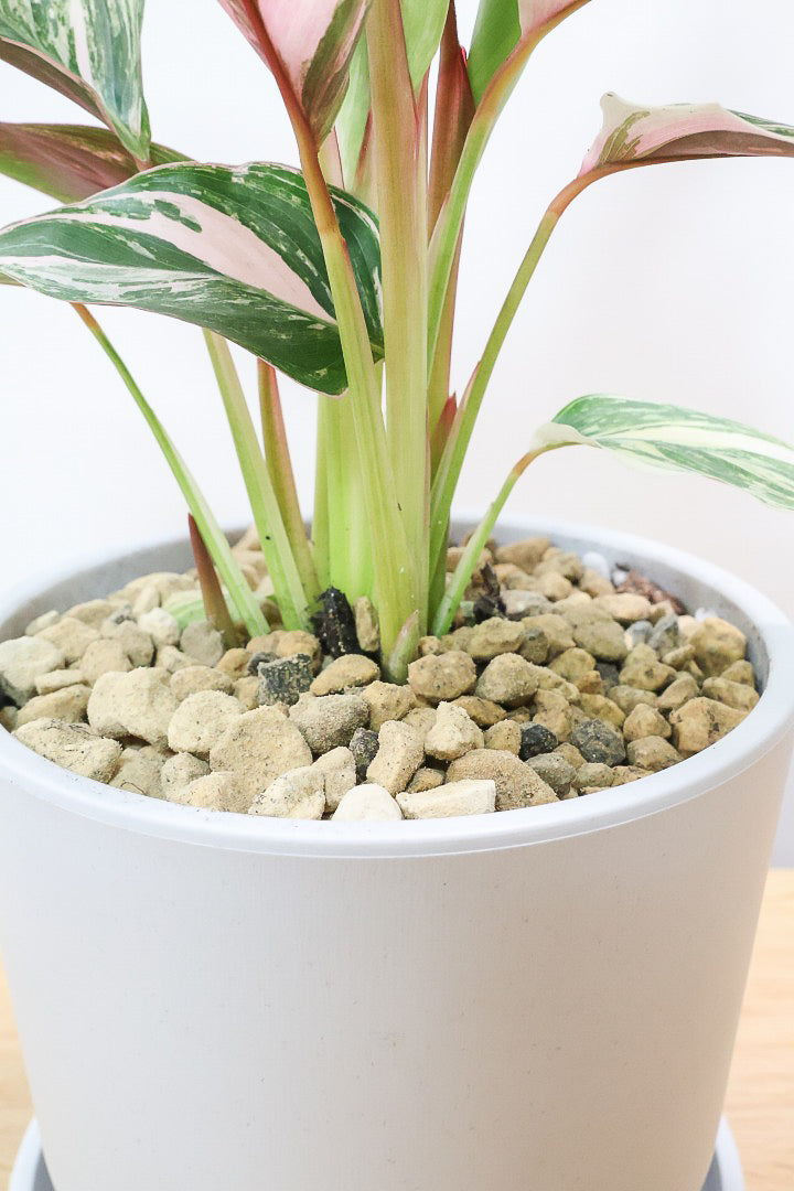 カラテア クラウドブロケイドPP61740| 観葉植物の通信販売 | APEGO
