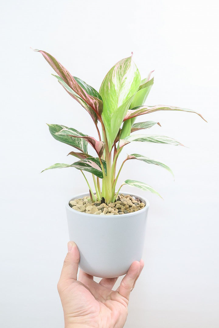 カラテア クラウドブロケイドPP61740| 観葉植物の通信販売 | APEGO