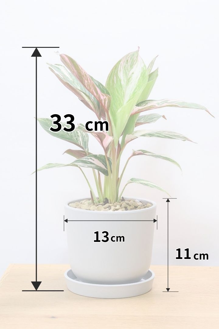 カラテア クラウドブロケイドPP61740| 観葉植物の通信販売 | APEGO